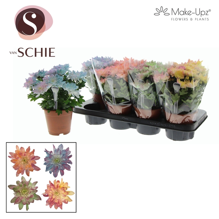 <h4>Ch Grandezza Make-Upz® PARTY Mix</h4>