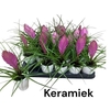 Till Cyanea In Keramiek