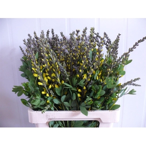 Baptisia Yellow 60cm P Stem