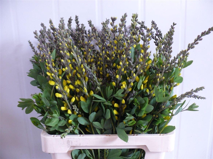 <h4>Baptisia Yellow 60cm P Stem</h4>