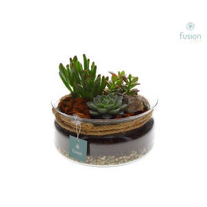 Glazen schaal met touw FC22.0787