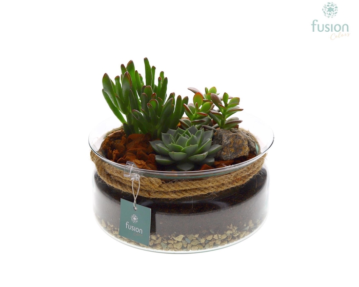 <h4>Glazen schaal met touw FC22.0787</h4>