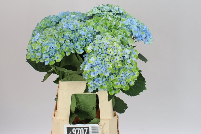 <h4>Hyd Revolution Blue</h4>