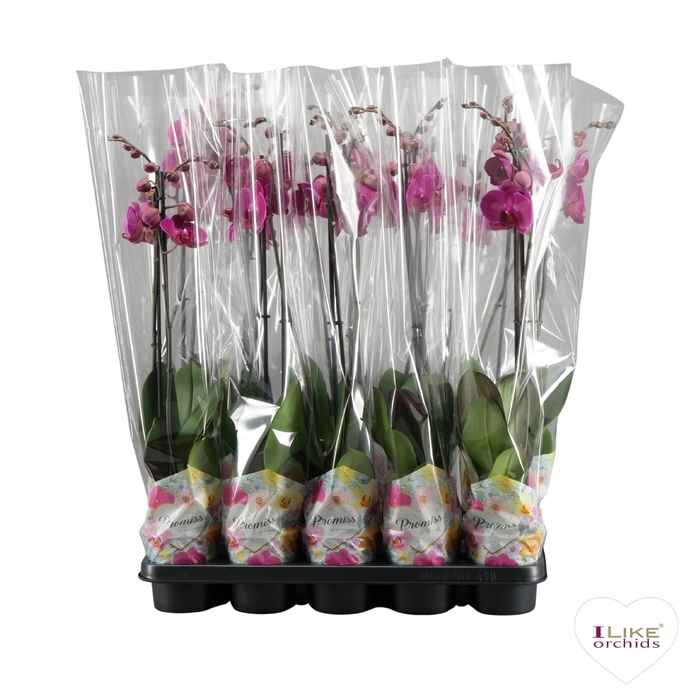 <h4>Phalaenopsis Promiss paars - 2 tak 80cm</h4>