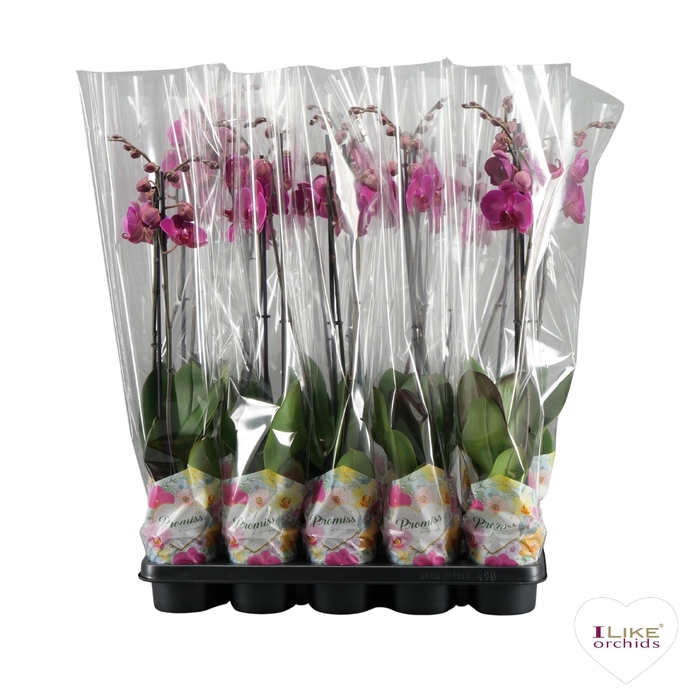 <h4>Phalaenopsis Promiss paars - 2 tak 80cm</h4>