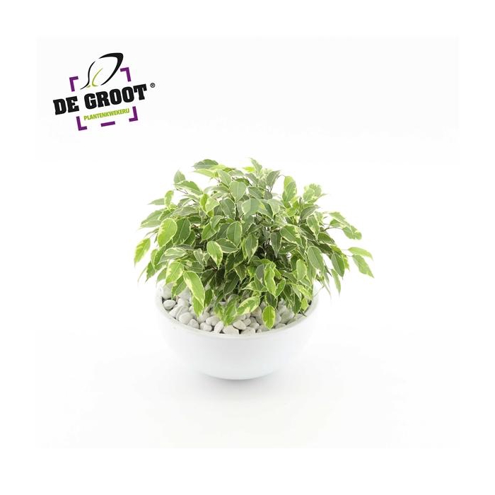 <h4>Arrangement Ficus kinky in schaal</h4>