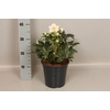 Helleborus Mont Blanc