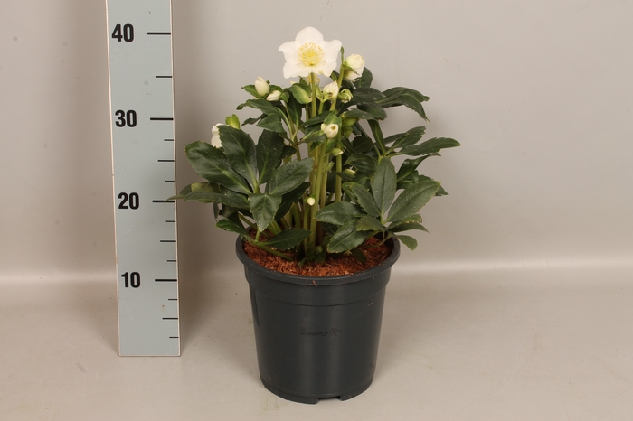 Helleborus Mont Blanc