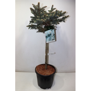 arr8 Picea Pu Glauca Glob