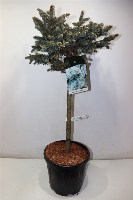 <h4>arr8 Picea Pu Glauca Glob</h4>