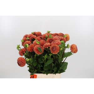 Dahlia Pp Bronze Cornel