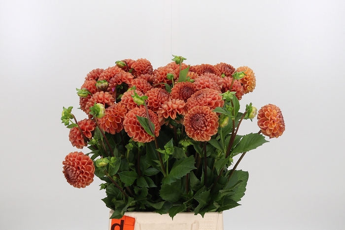 <h4>Dahlia Pp Bronze Cornel</h4>