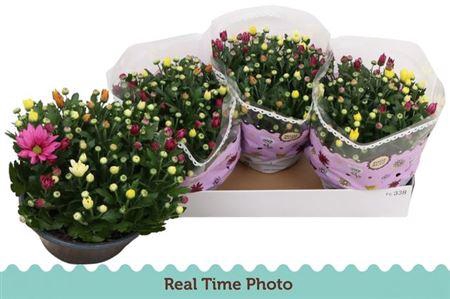 <h4>Chrys Gem In Pot</h4>