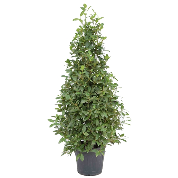 <h4>Laurus nobilis Piramide</h4>