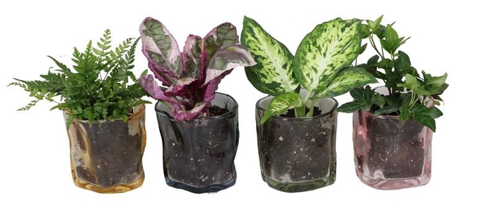 <h4>L 67399 W. GREEN MIX 6 CM</h4>