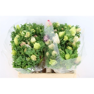 Anem Marianne Panda White