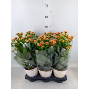 Kalanchoe  'Volcanic Orange'