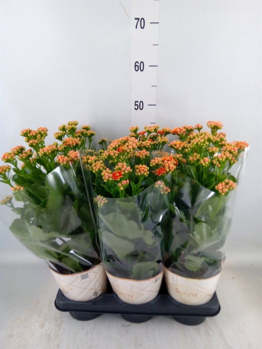 <h4>Kalanchoe  'Volcanic Orange'</h4>