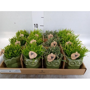 Rhipsalis   ...mix