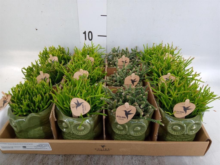 <h4>Rhipsalis ...mix</h4>