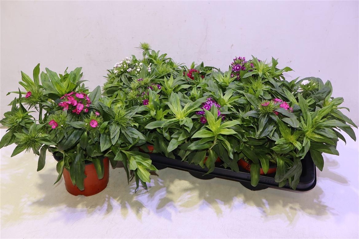 <h4>Dianthus B Ba Gem</h4>