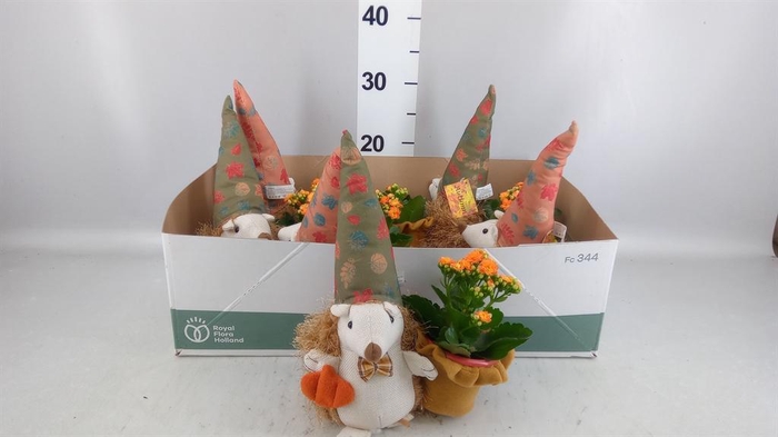 <h4>Arr. Planten L%</h4>