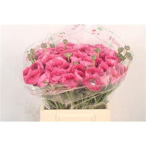 Ran.. Su Bolero Extra X50