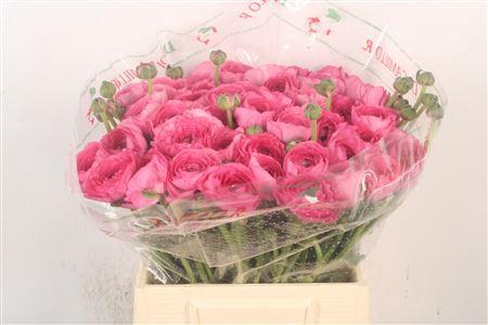 Ran.. Su Bolero Extra X50