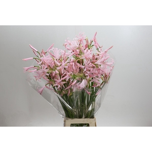 Nerine Sofie Artistiek
