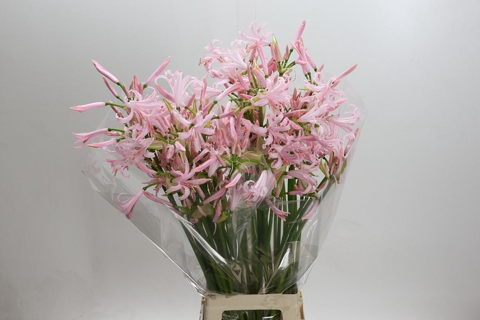 <h4>Nerine Sofie Artistiek</h4>