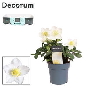 Helleborus Christmas Carol Decorum (M) etiket en kraag