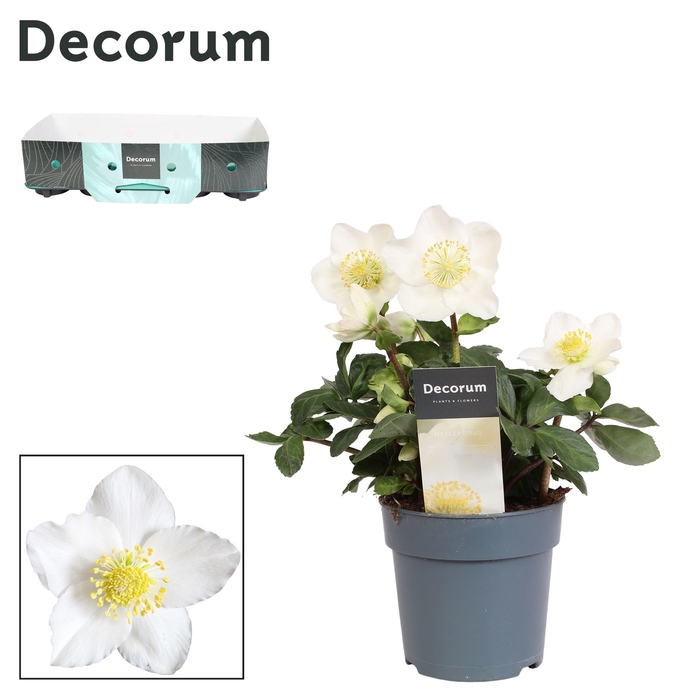 <h4>Helleborus Christmas Carol Decorum (M) etiket en kraag</h4>