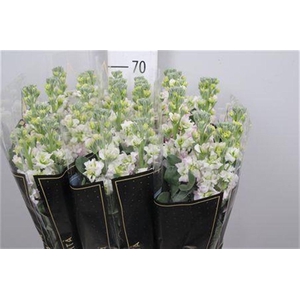 Matth Iron * Premium* Artic Queen