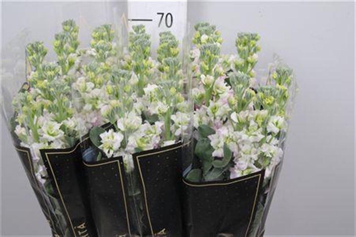 <h4>Matth Iron * Premium* Artic Queen</h4>