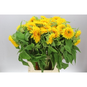 Helianthus A Sun King