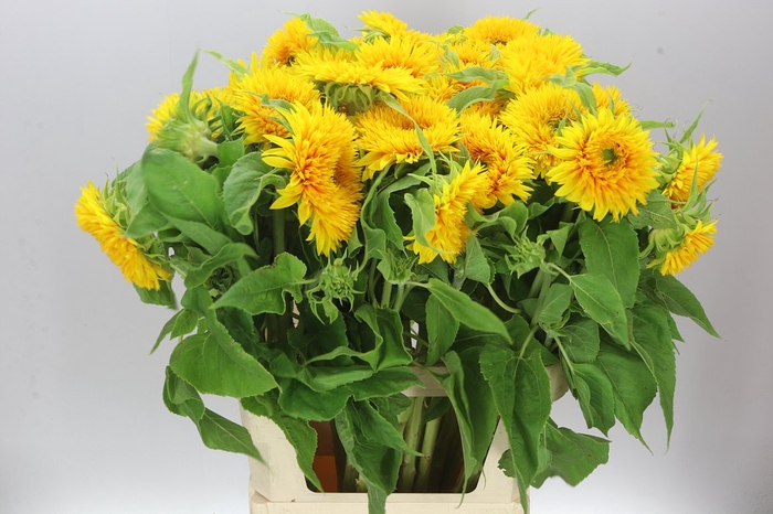 <h4>Helianthus A Sun King</h4>