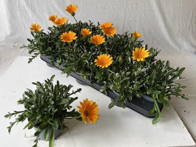 <h4>GAZ R GELBE JUPITE</h4>