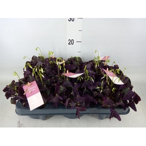 Oxalis trian. 'Mijke'