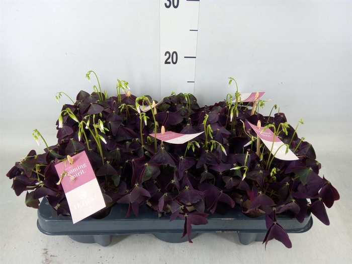 <h4>Oxalis trian. 'Mijke'</h4>