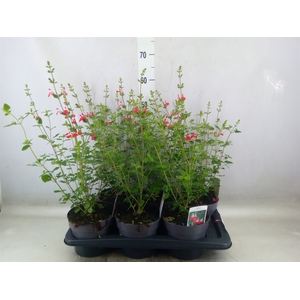 Salvia micro.