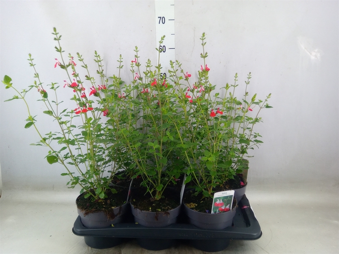 <h4>Salvia micro.</h4>