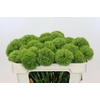 Dianthus Br Kiwi Mellow