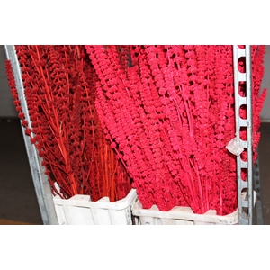 CAPIM RUBIM VERMELHO