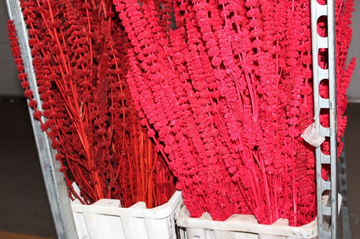 CAPIM RUBIM VERMELHO