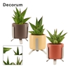Sansevieria Crown Mix 6 cm in Luca (Nature love-collection)