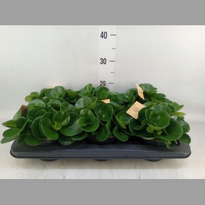 Peperomia obt. 'Green Gold'