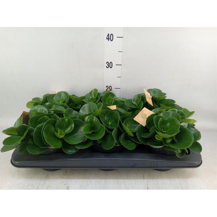 <h4>Peperomia obt. 'Green Gold'</h4>