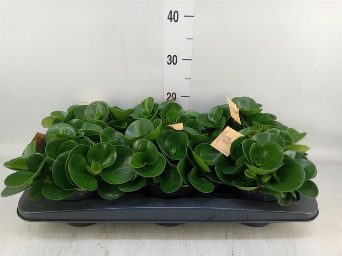 <h4>Peperomia obt. 'Green Gold'</h4>
