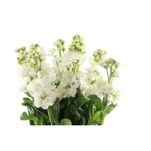 Matthiola Stox White Extra