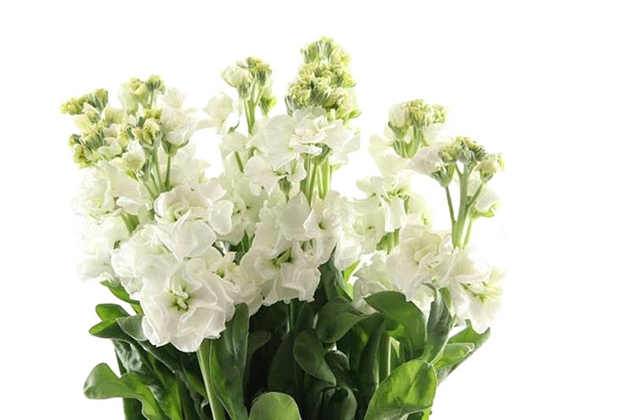 Matthiola Stox White Extra